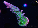 WYSIWYG - RAH Acropora tortuosa 5F4