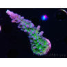 WYSIWYG - RAH Acropora tortuosa 5F7