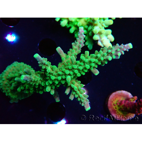 WYSIWYG RAH Acropora Joker 5N2