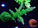 WYSIWYG RAH Acropora Joker 5N2