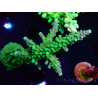WYSIWYG RAH Acropora Joker 5H2