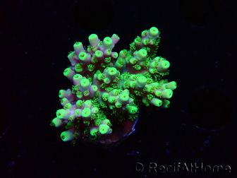 WYSIWYG RAH Acropora Hämatom 5J4