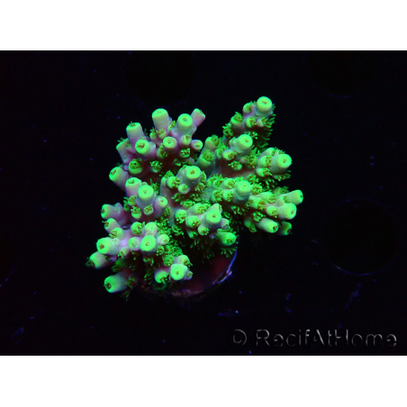 WYSIWYG RAH Acropora Hematoma 5J4