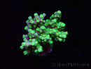 WYSIWYG RAH Acropora Hematoma 5J4