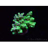 WYSIWYG RAH Acropora Hematoma 5J7