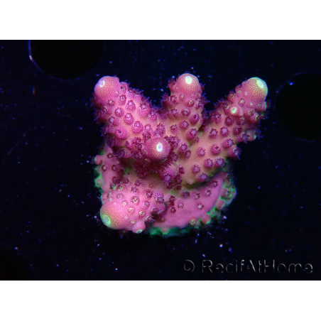 WYSIWYG RAH Acropora Rainbow Mango 5K6