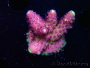WYSIWYG RAH Acropora Rainbow Mango 5K6