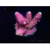 WYSIWYG RAH Acropora Rainbow Mango 5K6