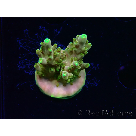 WYSIWYG RAH Acropora Dedo de Oro 5M4