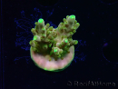 WYSIWYG RAH Acropora Dedo de Oro 5M4