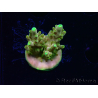 WYSIWYG RAH Acropora Gold Finger 5M4