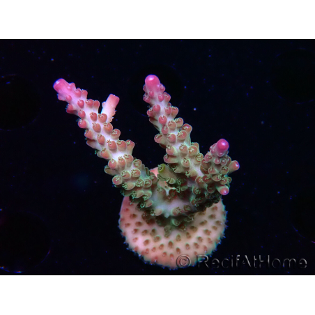 WYSIWYG RAH Acropora Astro-berry 5P7