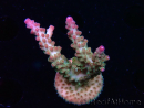 WYSIWYG RAH Acropora Astro-berry 5P