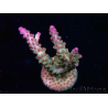 WYSIWYG RAH Acropora Astro-berry 5P