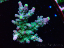 WYSIWYG RAH Acropora Rose Gold 5Q4
