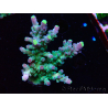 WYSIWYG RAH Acropora Rose Gold 5Q4