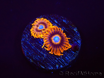 WYSIWYG - Zoanthus Tequila Sunrise 2A