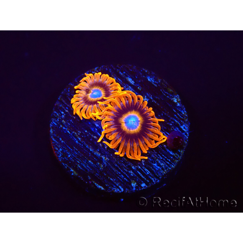 WYSIWYG - Zoanthus Tequila Sunrise 2A5