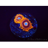 WYSIWYG - Zoanthus Tequila Sunrise 2A5
