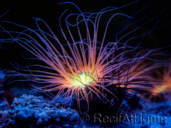 Cerianthus filiformis arancione
