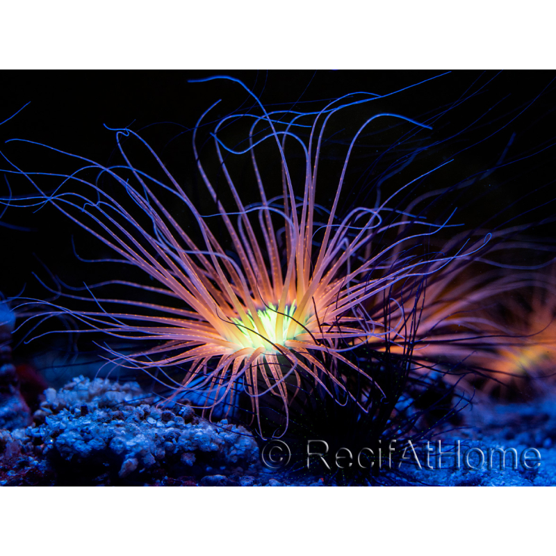 Cerianthus filiformis naranja