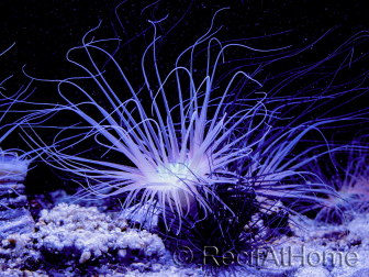Cerianthus filiformis arancione