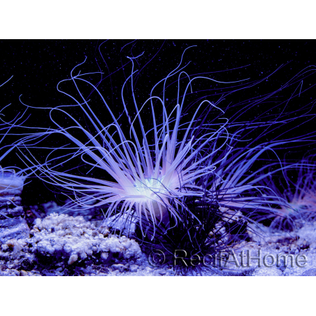 Cerianthus filiformis orange