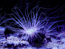 Cerianthus filiformis arancione