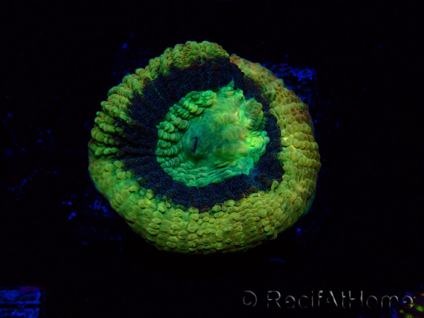 WYSIWYG - RAH Goniastrea Crown of Jewels 3H11