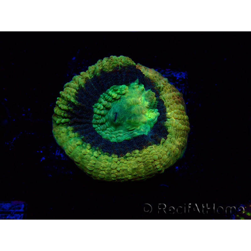 WYSIWYG - RAH Goniastrea Crown of Jewels 3H11