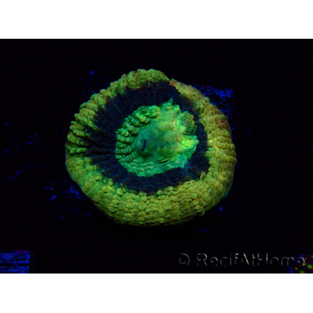 WYSIWYG - RAH Goniastrea Crown of Jewels 3H11