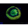 WYSIWYG - RAH Goniastrea Crown of Jewels 3H11