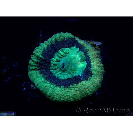 WYSIWYG - RAH Goniastrea Crown of Jewels 3H11