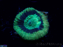WYSIWYG - RAH Goniastrea Crown of Jewels 3H11