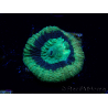 WYSIWYG - RAH Goniastrea Crown of Jewels 3H11