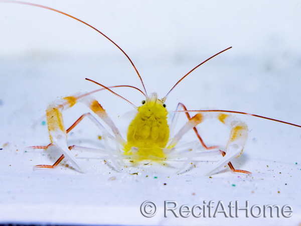 Stenopus zanzibaricus
