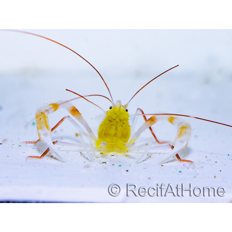Stenopus zanzibaricus