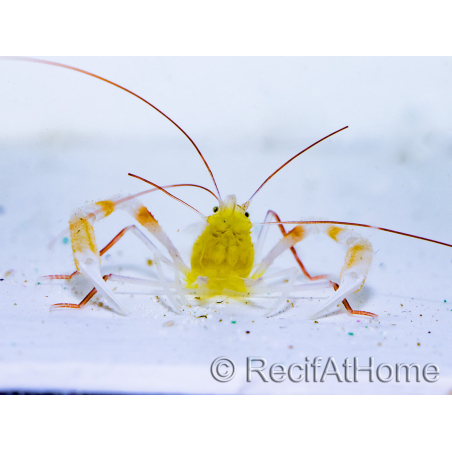 Stenopus zanzibaricus