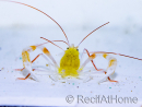 Stenopus zanzibaricus