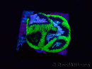 WYSIWYG - RAH Platygyra Gamora22C3