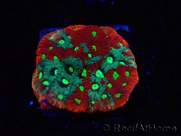 WYSIWYG Favites pentagona Warcoral 12L1