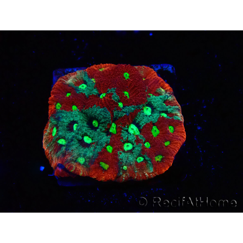 WYSIWYG Favites pentagona Warcoral 22I1