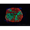 WYSIWYG Favites pentagona Warcoral 22I1