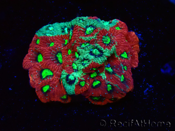 WYSIWYG Favites pentagona Warcoral 22I2