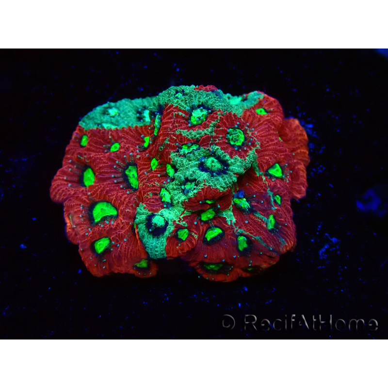 WYSIWYG Favites pentagona Warcoral 22I2