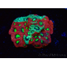 WYSIWYG Favites pentagona Warcoral 22I2