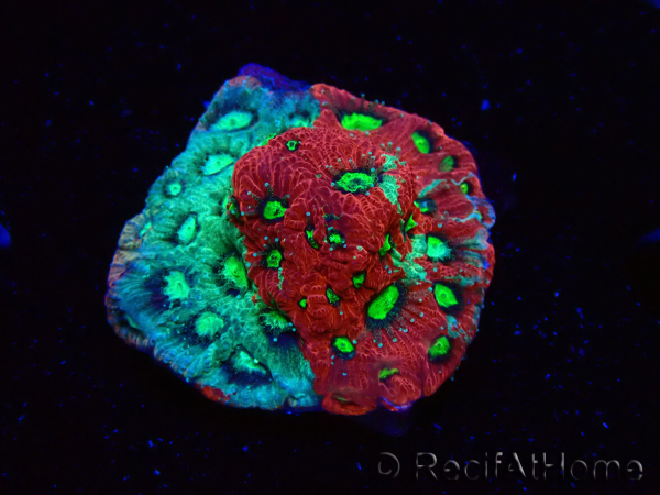 WYSIWYG Favites pentagona Warcoral 12L3