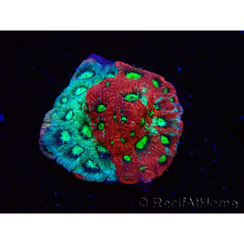 WYSIWYG Favites pentagona Warcoral 22I3