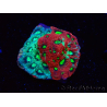 WYSIWYG Favites pentagona Warcoral 22I3