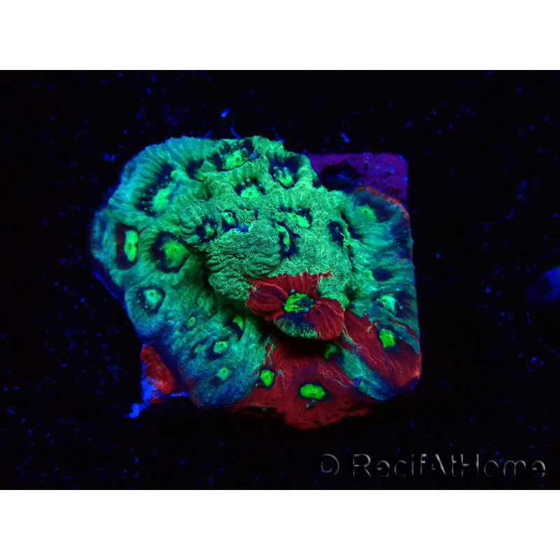WYSIWYG Favites pentagona Warcoral 22I4